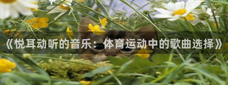 xc体育